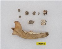 藏品(動物下顎骨及齒化石)的圖片